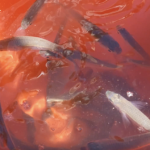 Weke wait in a bucket for release. A good throw can sometimes net over 40 fish!